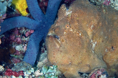 Philippines 2023 - Anilao - DSC07304 Giant frogfish  Antennaire de Commerson  Antennarius commerson